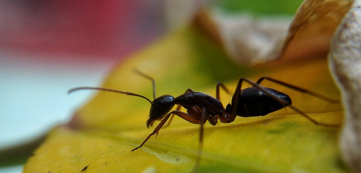 Number of ants in the world