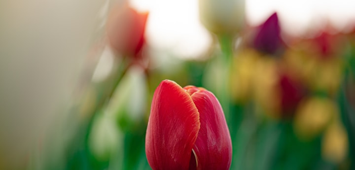 Number of flowers sold daily at the biggest flower auction in the world